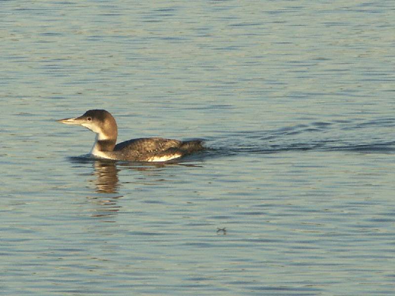 Common Loon 